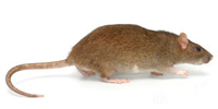 pest control Delhi NCR
