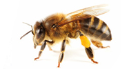 pest control Delhi NCR