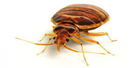 pest control company