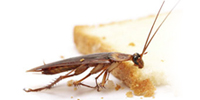 pest control company