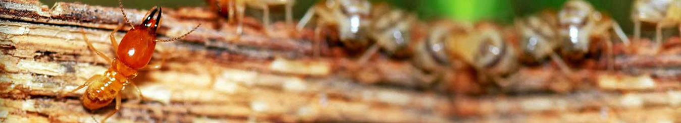 cockroach control services